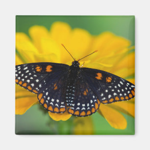 Baltimore Schmetterling Magnet