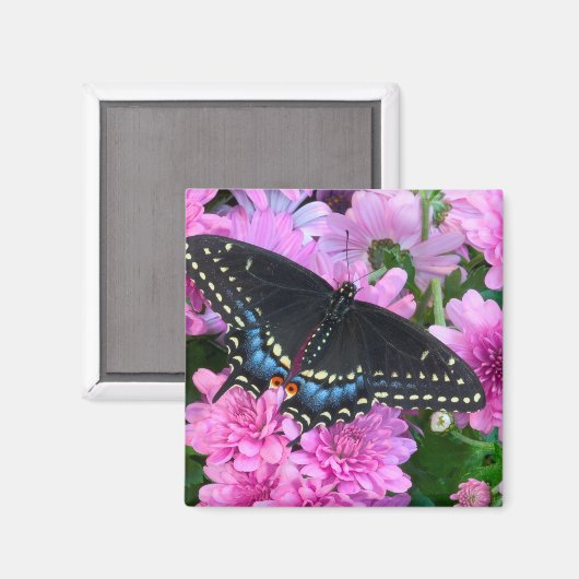 Baltimore Schmetterling Magnet (Vorderseite/Rückseite)