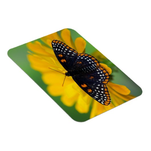 Baltimore Schmetterling Magnet (Rechte Seite)
