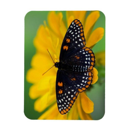 Baltimore Schmetterling Magnet (Vertikal)