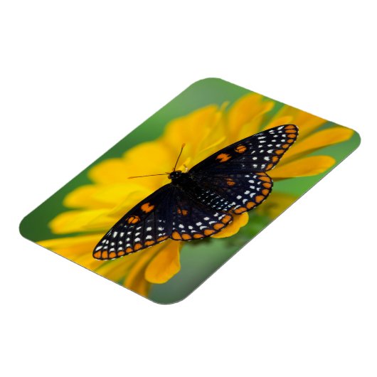 Baltimore Schmetterling Magnet (Linke Seite)