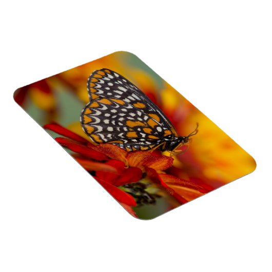 Baltimore-Schmetterling Magnet (Rechte Seite)