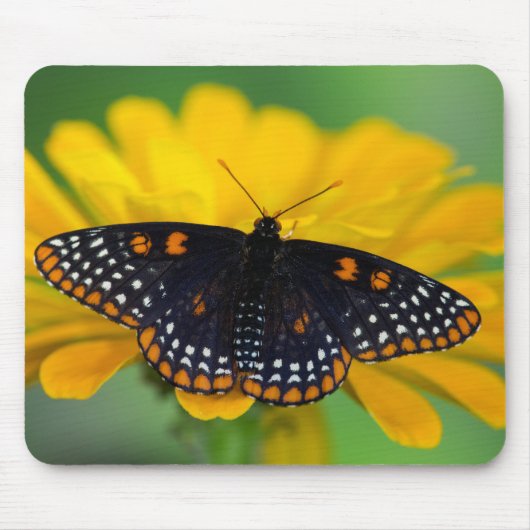 Baltimore Schmetterling Mousepad (Vorne)