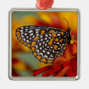 Baltimore-Schmetterling Ornament Aus Metall