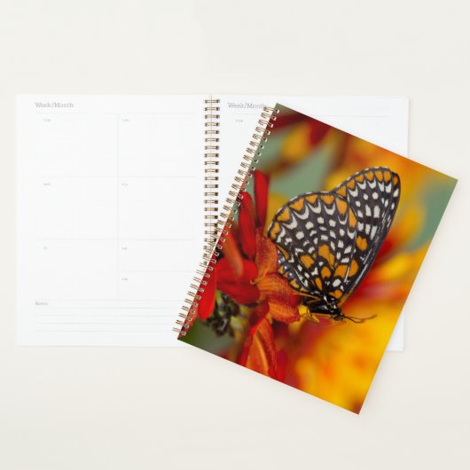 Baltimore-Schmetterling Planer (Anzeige)