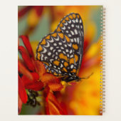 Baltimore-Schmetterling Planer (Rückseite)