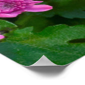 Baltimore Schmetterling Poster (Ecke)