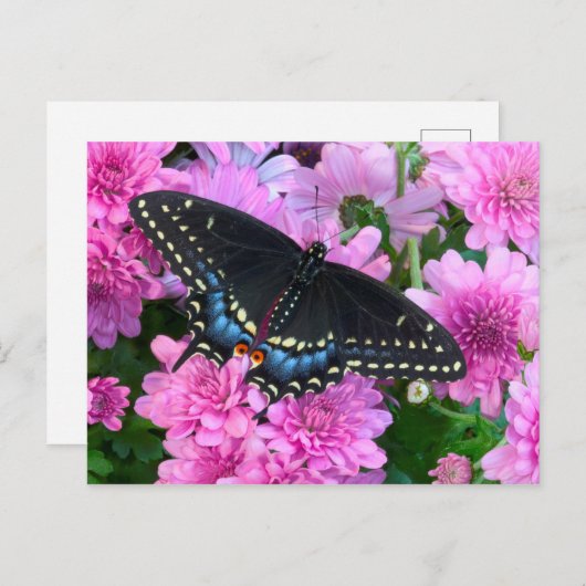 Baltimore Schmetterling Postkarte (Vorne/Hinten)