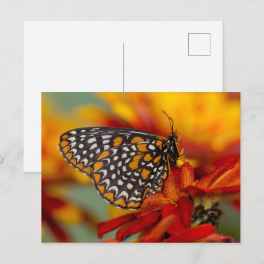 Baltimore-Schmetterling Postkarte (Vorne/Hinten)