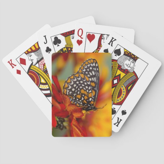 Baltimore-Schmetterling Spielkarten (Rückseite)
