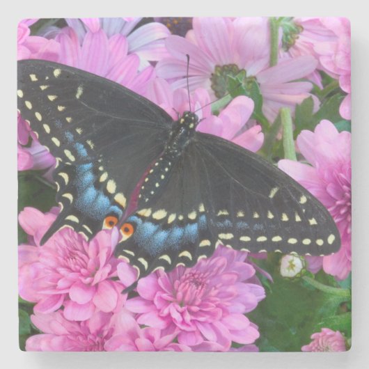 Baltimore Schmetterling Steinuntersetzer (Vorderseite)