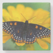 Baltimore Schmetterling Steinuntersetzer (Vorderseite)