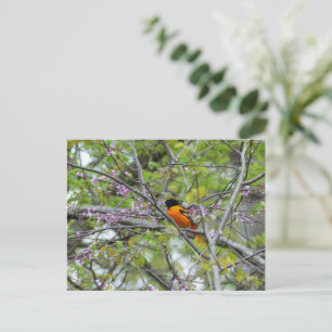 Baltimore-Trill-Grußkarte Postkarte