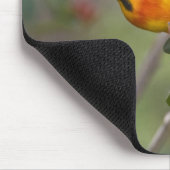 Baltimore-Trillervogel Mousepad (Ecke)