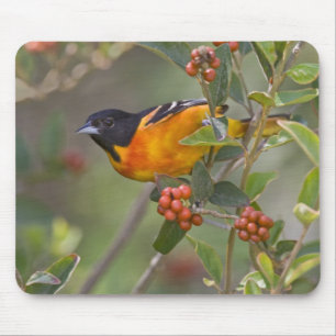 Baltimore-Trillervogel Mousepad