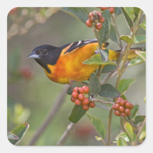 Baltimore-Trillervogel Quadratischer Aufkleber