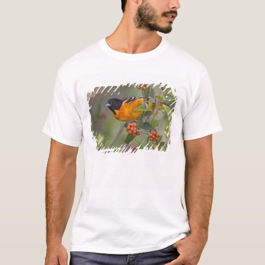 Baltimore-Trillervogel T-Shirt (Vorderseite)