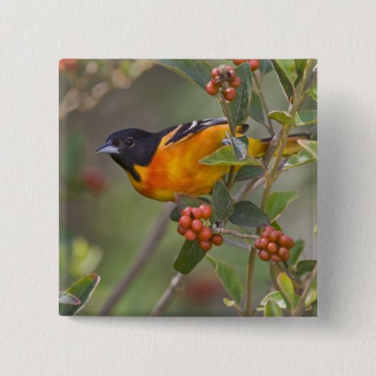 Baltimore-Trillvogel Button (Vorderseite)