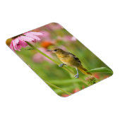 Baltimore-Trillvogel Magnet (Rechte Seite)