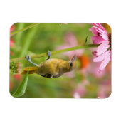 Baltimore-Trillvogel Magnet (Horizontal)