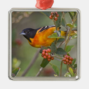 Baltimore-Trillvogel Ornament Aus Metall