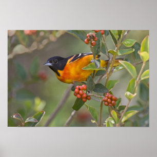 Baltimore-Trillvogel Poster