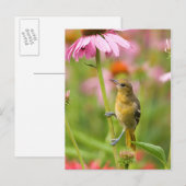 Baltimore-Trillvogel Postkarte (Vorne/Hinten)