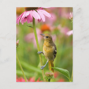 Baltimore-Trillvogel Postkarte