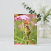Baltimore-Trillvogel Postkarte (Stehend Vorderseite)