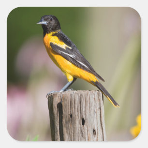 Baltimore-Trillvogel Weibchen im Blumengarten Quadratischer Aufkleber