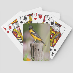 Baltimore-Trillvogel Weibchen im Blumengarten Spielkarten