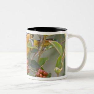 Baltimore-Trillvogel Zweifarbige Tasse