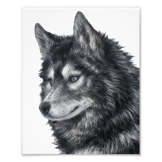 Balto Dog Fotodruck (Vorne)
