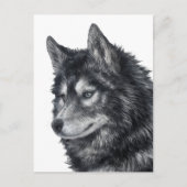 Balto Dog Postkarte (Vorderseite)