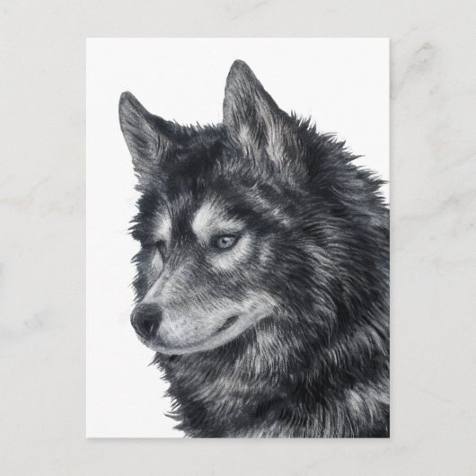 Balto Dog Postkarte (Vorderseite)