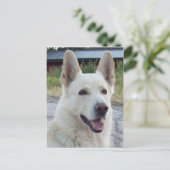 Balto Postcard Postkarte (Stehend Vorderseite)