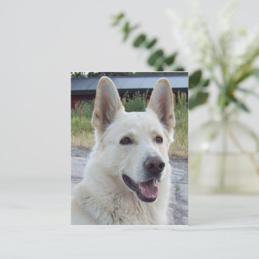 Balto Postcard Postkarte (Stehend Vorderseite)