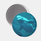 Baluga Whale Magnet (Vorderseite/Rückseite)