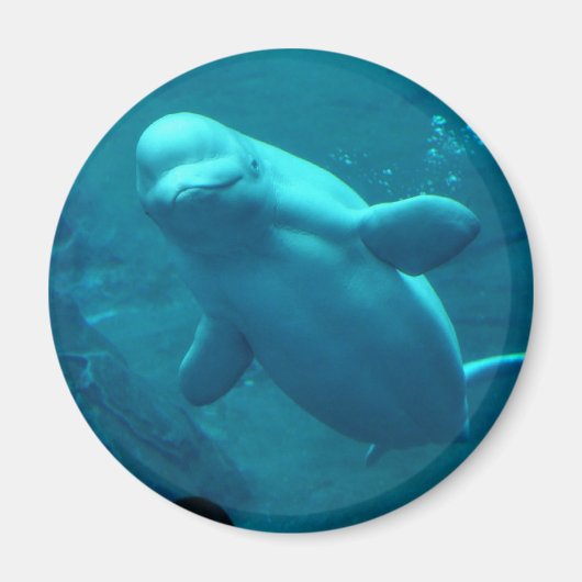Baluga Whale Magnet (Vorne)