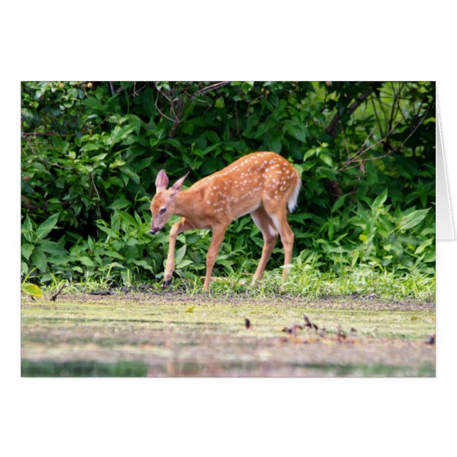 Bambi am Wasser (Vorderseite (Horizontal))
