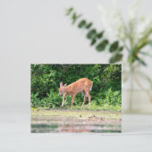 Bambi am Wasser Postkarte (Stehend Vorderseite)