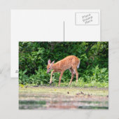 Bambi am Wasser Postkarte (Vorne/Hinten)