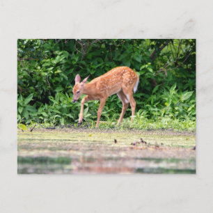 Bambi am Wasser Postkarte