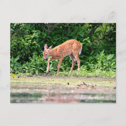 Bambi am Wasser Postkarte (Vorderseite)