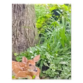 Bambi Fotodruck (Vorne)