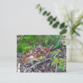 Bambi le bébé chevreuil postkarte (Stehend Vorderseite)
