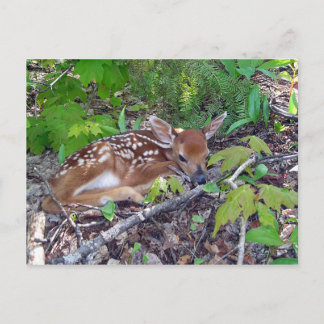 Bambi le bébé chevreuil postkarte