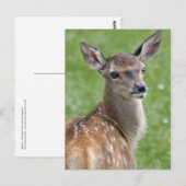 Bambi Postkarte (Vorne/Hinten)