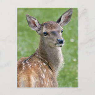 Bambi Postkarte