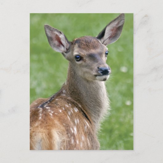 Bambi Postkarte (Vorderseite)